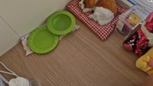 новый щенок 🐕 💗