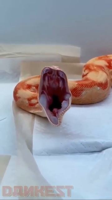 Have you seen snakes yawn? смотреть онлайн