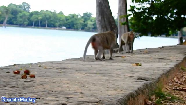 TOP SMART BABY MONKEY BIDEN LULL MUMMY BERTHA FOR WARM MILK. смотреть онлайн