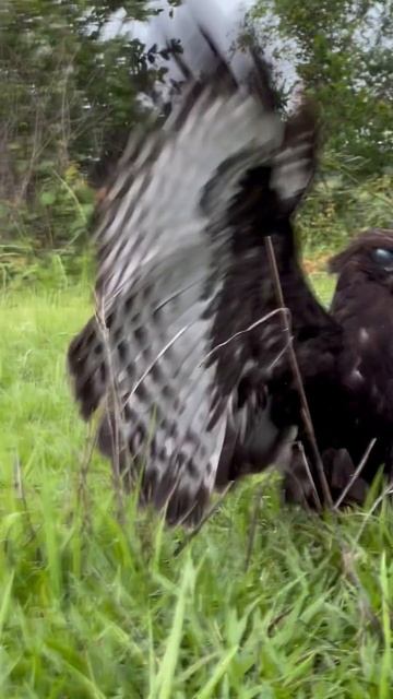 Black Changeable Hawk Hunt Birds Of Prey On The Ground For Their Food #amazing #eagle #hunting