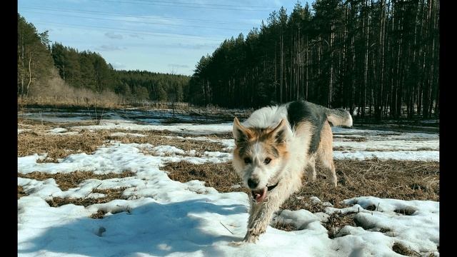 А  Твардовский  Весенние строчки #стихиовесне #поэты20века