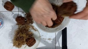Проращивание грецких орехов во мху