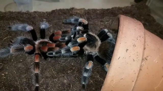 Brachypelma hamorii Mating || Beautiful male brachypelma hamorii doing his thing! смотреть онлайн