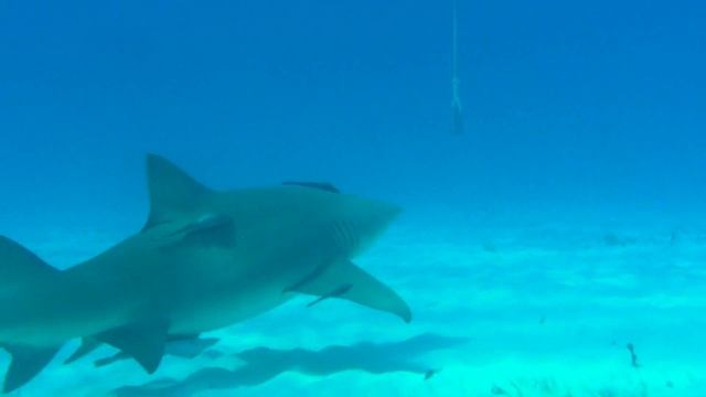 Grand Bahama, les requins смотреть онлайн