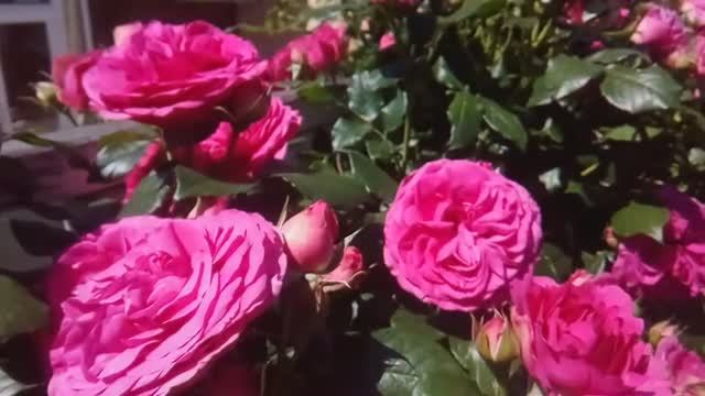 Роза плетистая Маритим (Maritim)