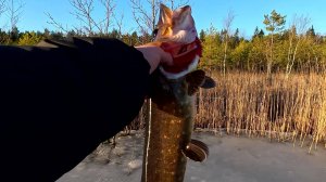 ЩУКА на жерлицы рыбалка на лесном озере.