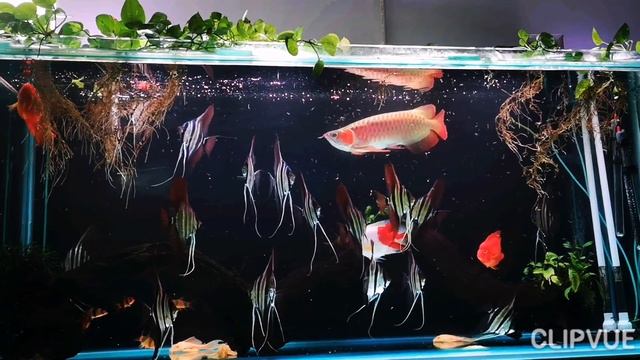 Altum Angel Fish 2019~ 180 tank смотреть онлайн