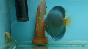 Проблемы при разведении дискусов.