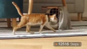 Ebo, The Smart Robot Companion for Your Cat