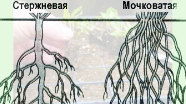 Пикировка рассады томатов. Вред или польза ? смотреть онлайн