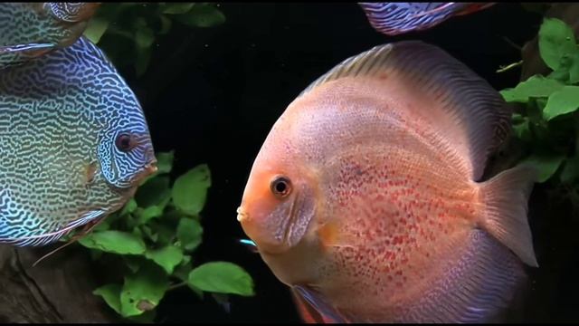 Discus Fish Tank😍 #aquarium смотреть онлайн