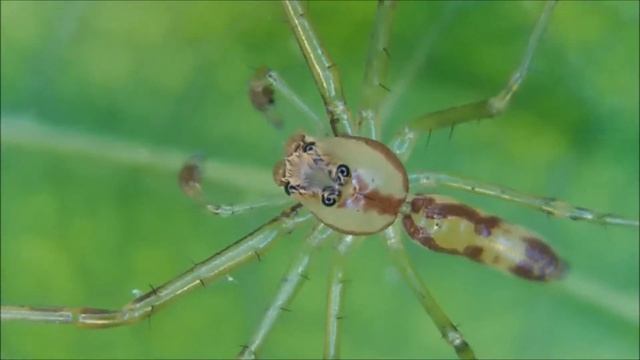 Lyssomanes adisi (Araneae: Salticidae) смотреть онлайн