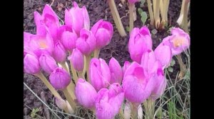 А Ахматова  Памяти друга #стихиовойне #поэтыСеребряноговека #поэты20века