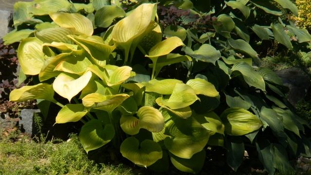 Н Панченко  Умираю, не спеша, в работе #философскаялирика #поэзия20века