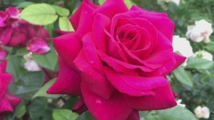 Роза Bellevue ®.