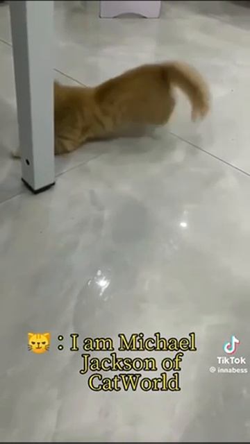 танцующие коты смотреть онлайн