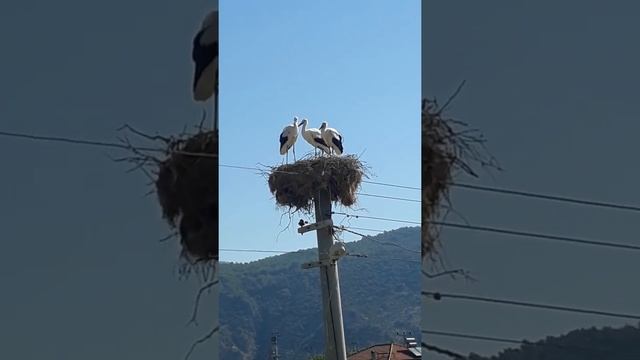"Padam, padam". Norbert Glanzberg tarafından Edith Piaf için yazılmış şarkı смотреть онлайн