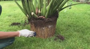 Пересадка и деление огромного куста замиокулькаса