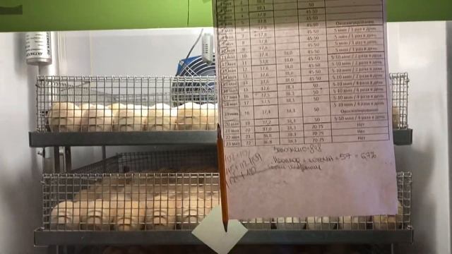 Скоро ВЫВОД / Инкубатор греется! смотреть онлайн