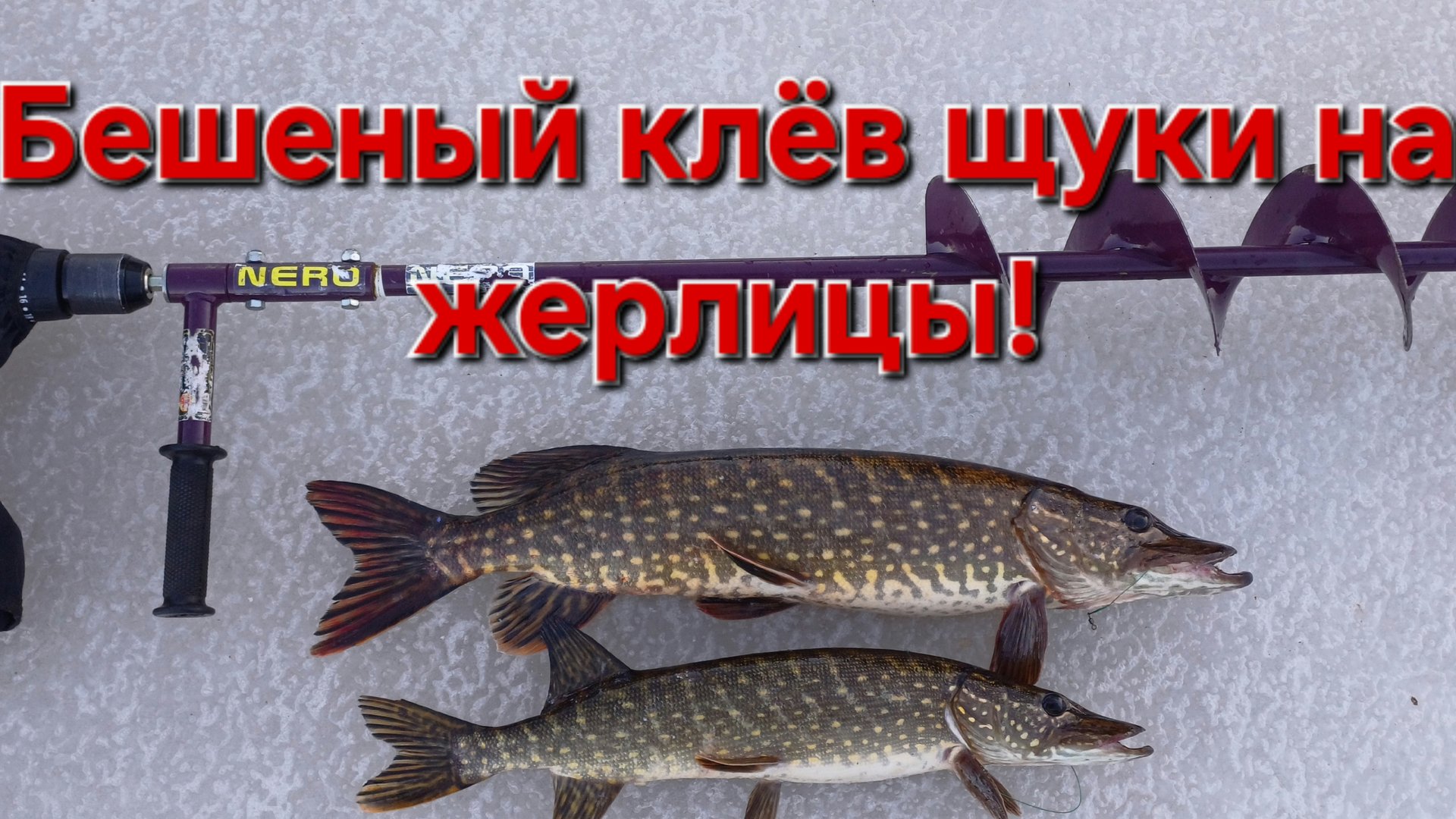 Бешеный клев щуки на жерлицы.