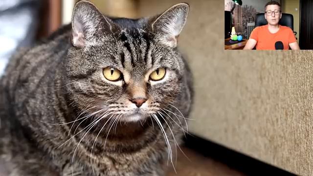 А можно ли кошке арбуз смотреть онлайн