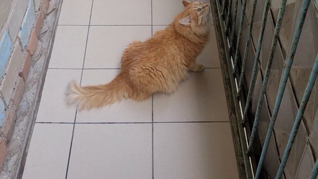 25 июня 2022 г. Белка охраняет свою фазенду 🏠 ))) смотреть онлайн