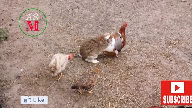 Relationship & Animal Mating | Animals Mating Different Animals Mating 2020