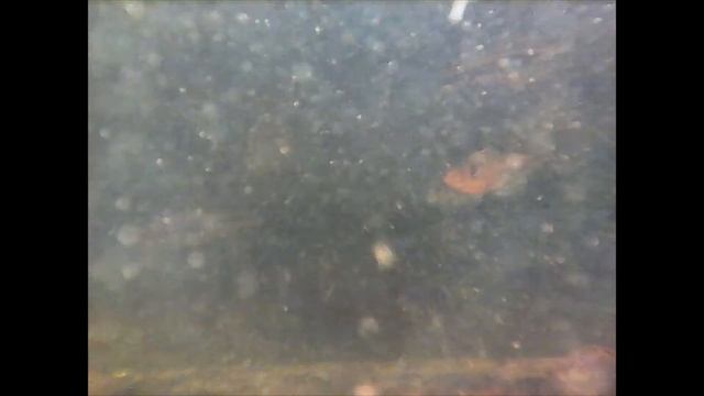Neon Tetra, Black Neon, Columbia Tetra in Outdoor Pond - Underwater Filming (26 Mar 2022) смотреть онлайн