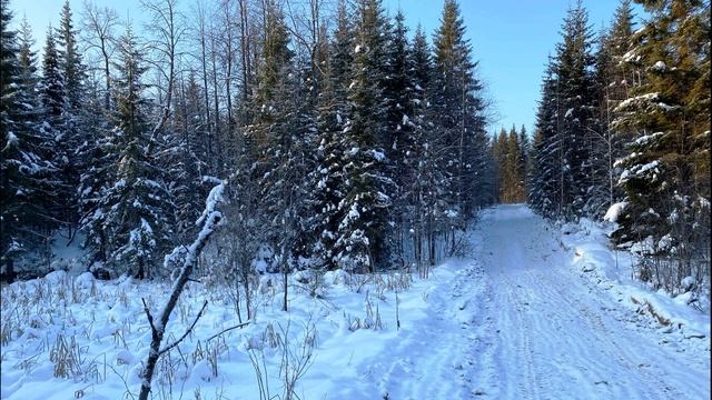 С  Есенин  Пороша  #стихиозиме #поэтысеребряноговека