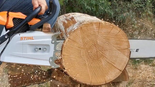 Stihl MS 881 & Stihl MS 150C (Biggest Stihl 
