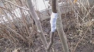 Прививка груши весной
