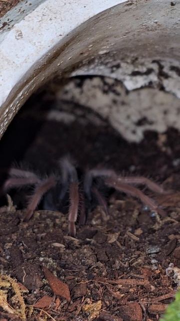 Xenesthis sp white baby finally out of hiding. смотреть онлайн