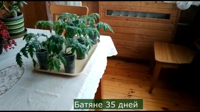 Обзор моей пробной рассады томатов смотреть онлайн
