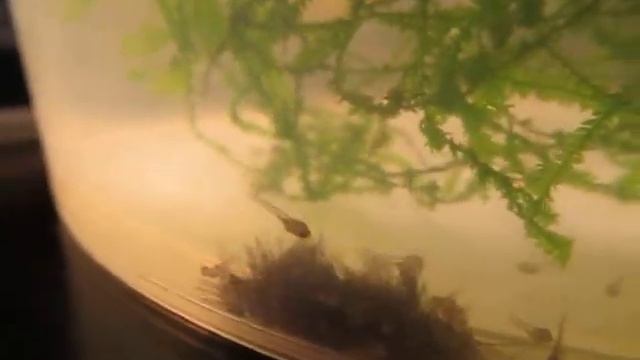 1000 СКАЛЯРИЙ в 5 литровом ведре смотреть онлайн