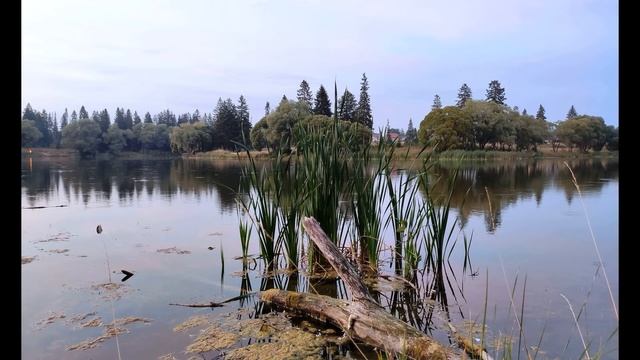 Мирра Лохвицкая  Умей страдать #стихиострадании #поэтыСеребряноговека