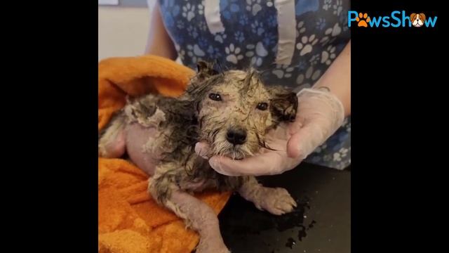 She laid there almost no breath... full of scabies, dehydrated, malnourished. Amazing transform! смотреть онлайн