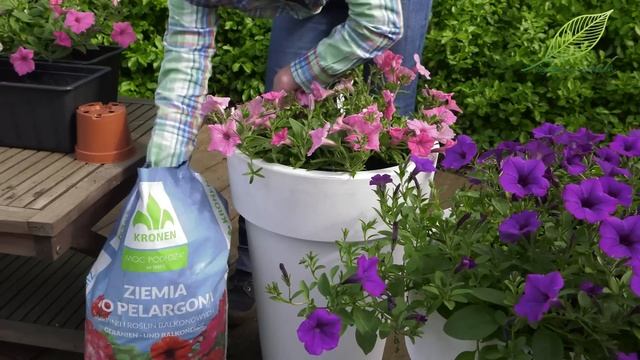 Supertunia Vista. Jak je sadzić, jak pielęgnować i jakie odmiany mamy do wyboru? Sezon 2024 смотреть онлайн