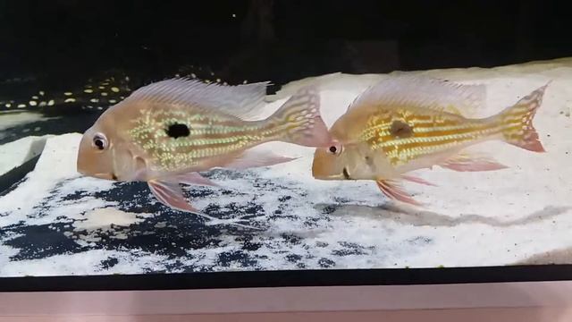 Ikra geophagus winemilleri смотреть онлайн