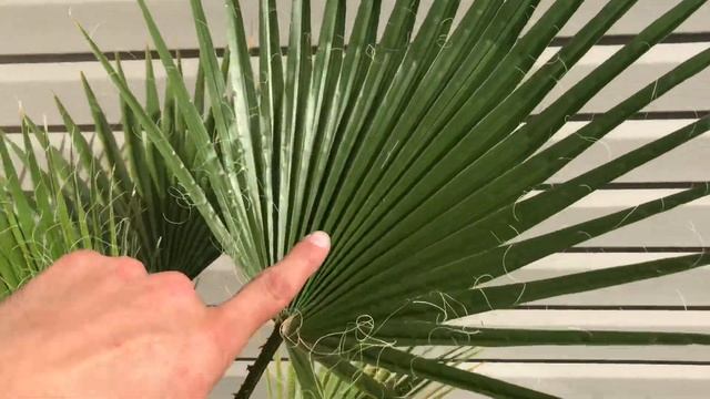 How Fast Do Washingtonia Robusta Grow Part 3