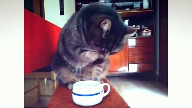 Чашечка кофе в пушистой компании ;) смотреть онлайн