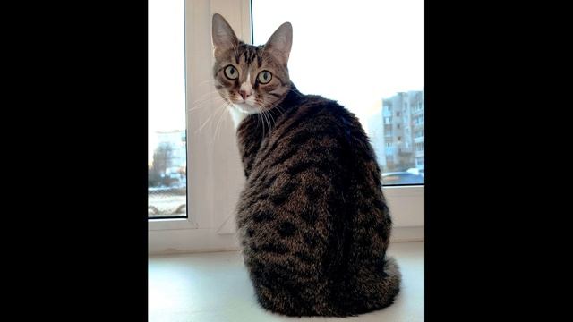 Р  Рождественский  Приходить к тебе #стихиолюбви #поэты20века