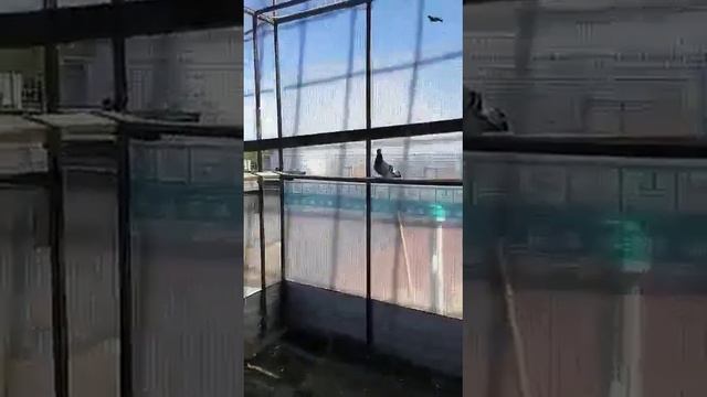 Узбекские бойные голуби 10 (Боймахмад Одинаев Россия г.Сургут) tumbling pigeon Uzbekistan смотреть онлайн