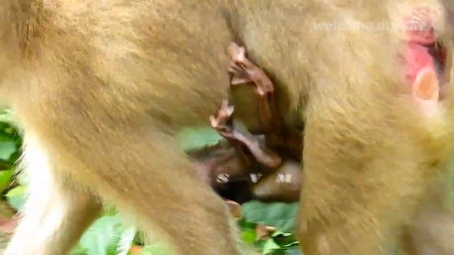 pity newborn fell by weak body cos mom careless смотреть онлайн