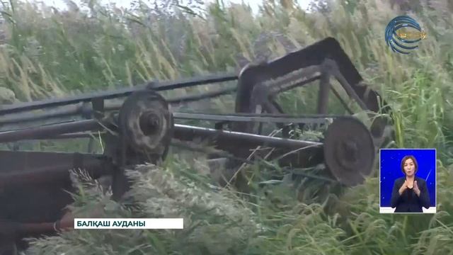 Балқаш ауданында күріш ору науқаны басталды смотреть онлайн