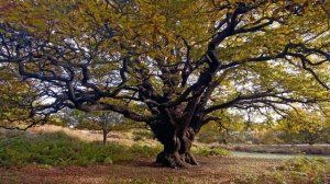 Л Н  Толстой  "Вторая встреча с дубом"  Отрывок из романа "Война и мир"#писатели19века #овечном