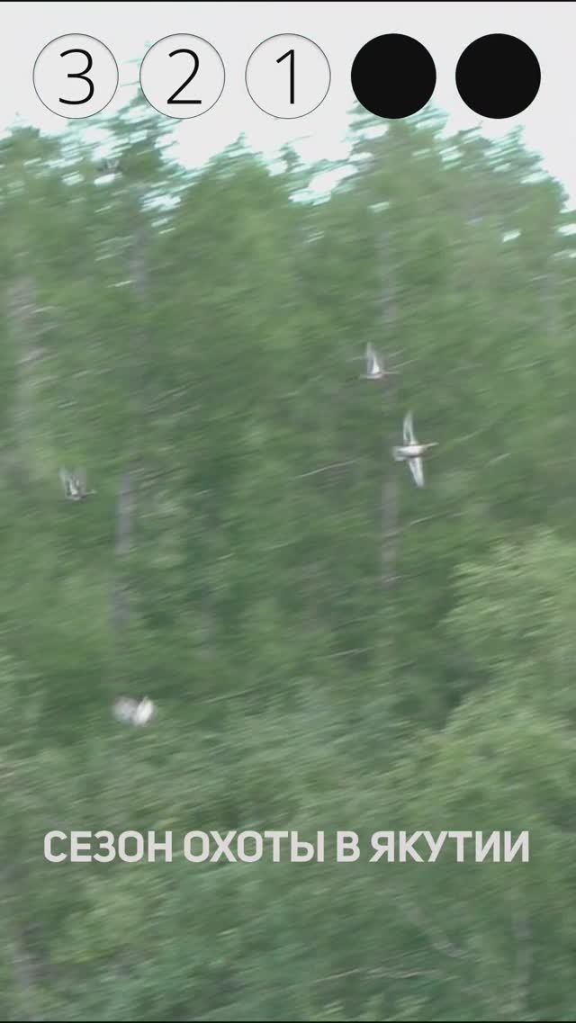 7 УТОК ЗА РАЗ #short #shorts #охота на утку #hunting #huntingducks