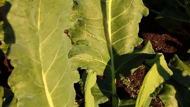 Fall Garden Update: Let's Go Harvest My Amazing Gypsy Broccoli Plants! смотреть онлайн