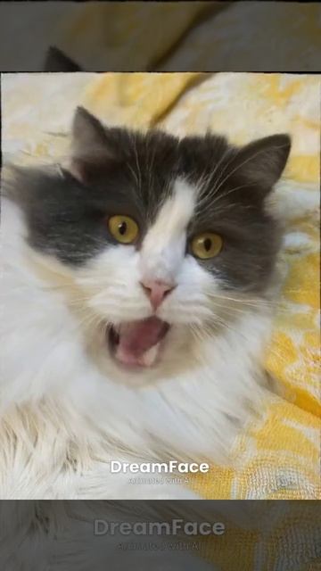 мяу смотреть онлайн