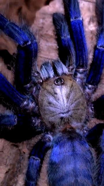 Паук птицеед Lampropelma violaceopes смотреть онлайн