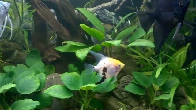 Мой Аквариум 120л смотреть онлайн